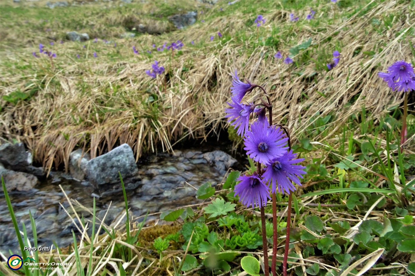 61 Soldanelle alpine al Laghetto di Ponteranica (superiore).JPG